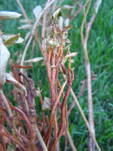 Swollen, orange-brown stems.
