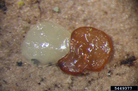 A white glob of emerald ash borer egg next to an amber colored egg.