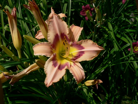 A mauve flower with red and yellow center in front of narrow dark green leaves