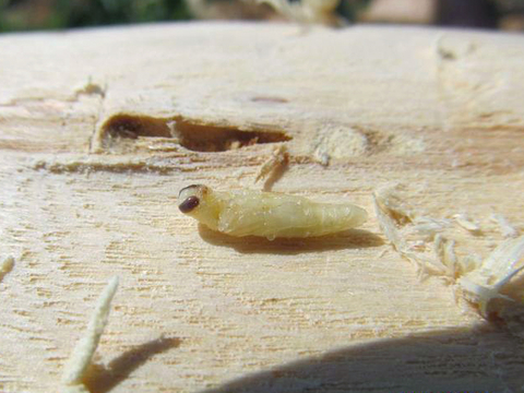 Yellowish pupa of emerald ash borer on a section of wood that has been sawed from a tree.