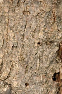D-shaped exit holes from emerald ash borer in tree bark.