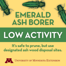 Graphic with text: Emerald Ash Borer. Low Activity. It's safe to prune, but use designated ash wood disposal sites. With images of 3 emerald ash borers and the University of Minnesota Extension wordmark.