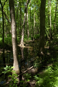 A forest flooded with water
