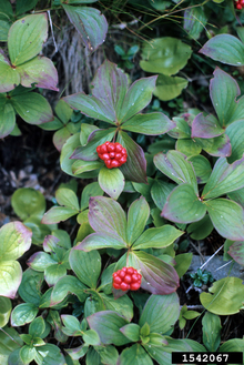 Tiny, bunch-like berries on a green plant