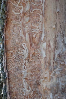 S-shaped damage to tree from emerald ash borer infestation.