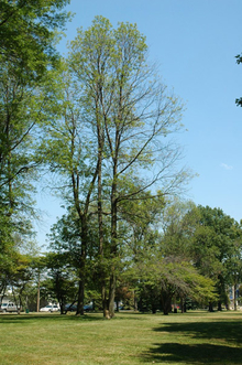 Ash tree with a sparse canopy viewed from afar