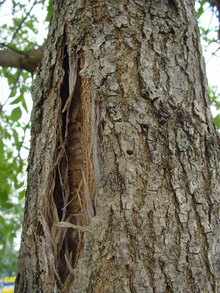 Vertical bark splits in tree from emerald ash borer infestation.