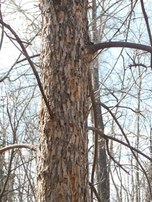 An emerald ash borer-infested tree with many holes from woodpeckers.