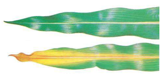 Colored drawing of two green corn leaves. One is green and the other is brown at the tip, yellow through the center and green on the outer edges.