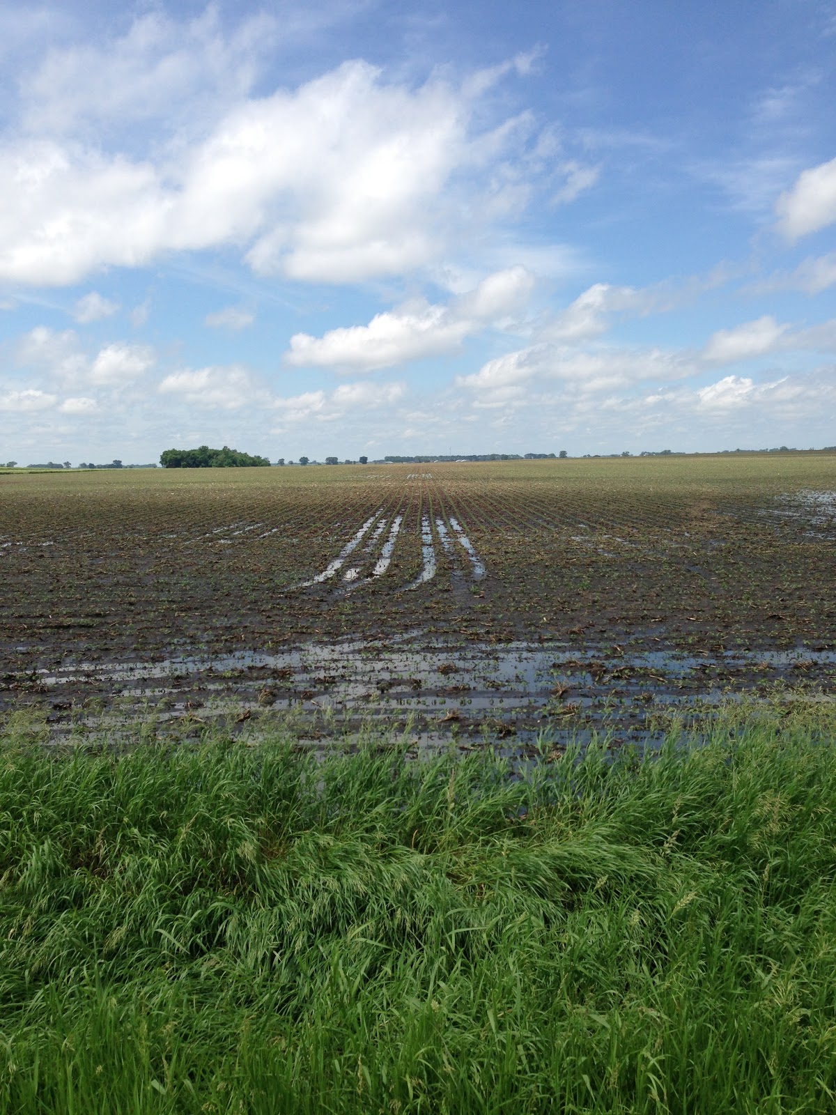 young farm crop with standing water in wheel tracks.