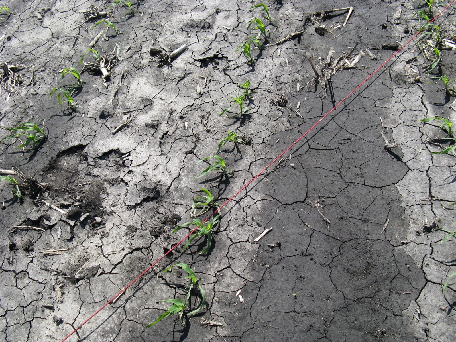 cracked soil with a few seedlings and wet areas low lying foot prints and wheel tracks.