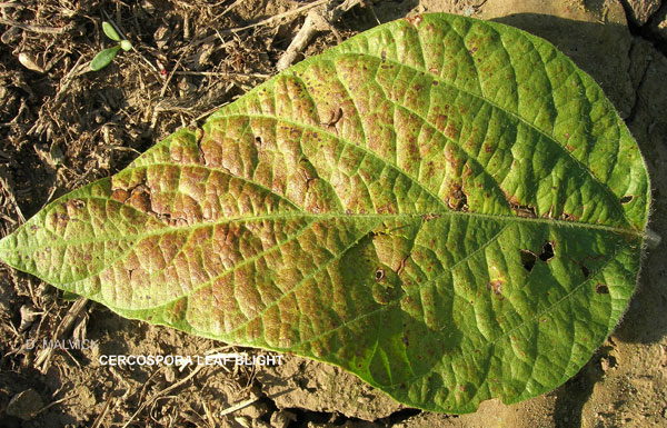single soybean leaf with reddish-purple lesions.