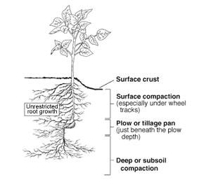 side view diagram of a plant, line for ground level then root base in soil, along with descriptions of levels of compaction.