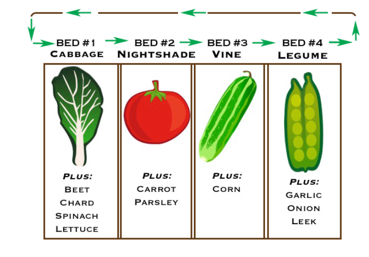 Four planting beds in a vegetable garden with arrows indicating how to rotate different crops. The first has cabbage, the second a tomato, the third a cucumber, and the fourth peas.
