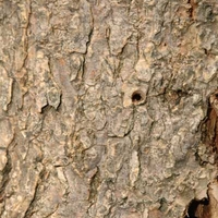 D-shaped emerald ash borer exit holes from infestation. 