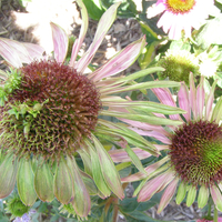 Two purple cone flowers with pale yellowing petals.