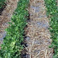 Two healthy rows of soybean plants.