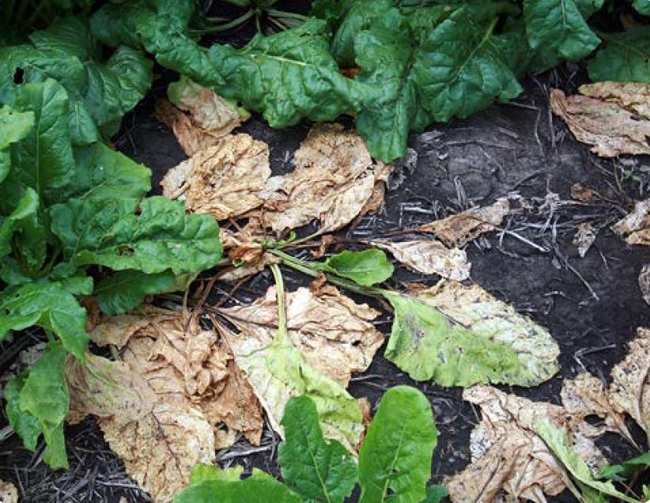 Rhizoctonia root and crown rot damage on sugarbeet