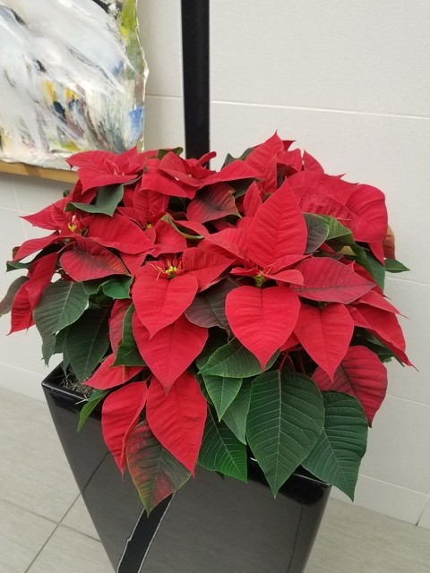 A poinsettia plant with bright red leaves in a glossy brown pot 