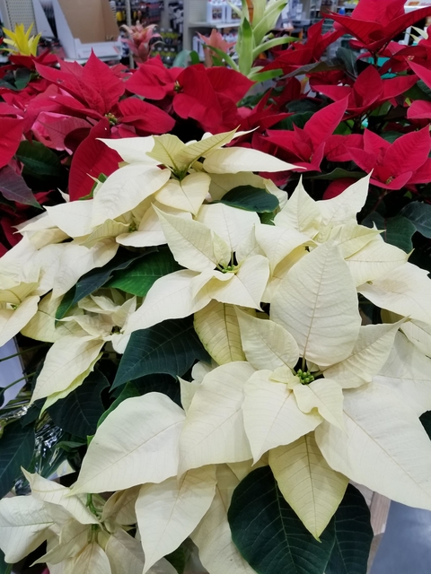 Three poinsettia plants in red, pink and white.