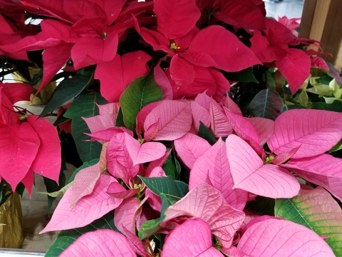 Red and pink poinsettia plants.