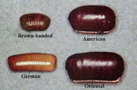 Egg cases of different species are of different sizes and colors
