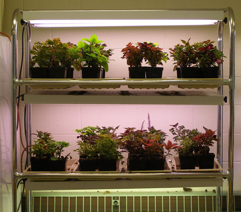 Plants growing indoors on shelves with grow lights