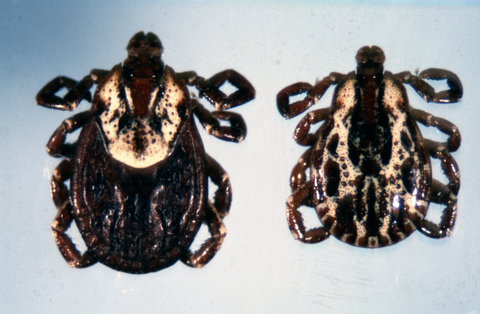 Two ticks with dark bodies and light colored area on the backs of their heads. Their legs are curled under. The one on the left is larger than the one on the right.