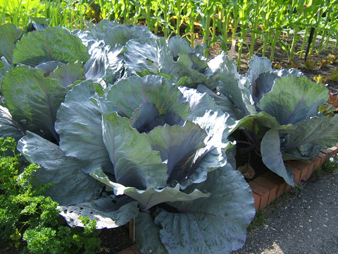 Green and purple cabbage plants growing in garden