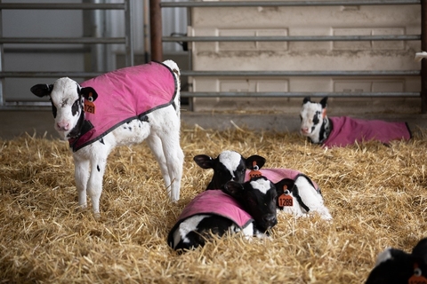 Four calves with pink blankets on, in a barn full of hay.