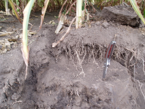Caved in soil by corn stalk roots. Pocket knife blade stuck in hard soil.