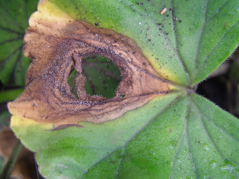 Leaf spot from gray mold.