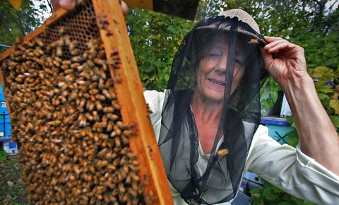 Marla Spivak in protective beekeeper veil and with honeybees on a frame