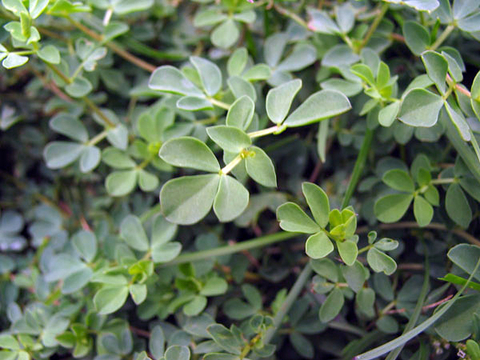 Green, oval-shaped, trifoliate leaves with two small leafy outgrowths at their base.