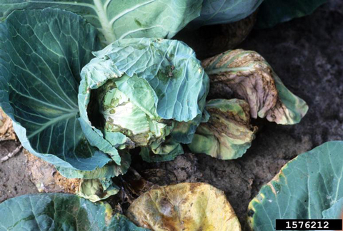 Cabbage plant with rotting leaves and head. 