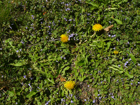 Several dandelion flowers coming from lance-shaped leaves arranged in a circle lying flat on turfgrass filled with ground ivy flowers.
