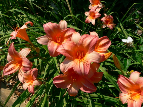 Many pink-orange flowers in a garden bed with long narrow leaves in the background.