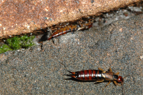 A reddish brown insect with black stripes and antennae-like structures