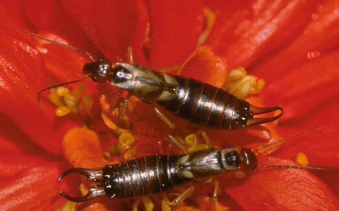 Two brown insects with antennae and pinchers at the end of their abdomen feeding inside a red flower