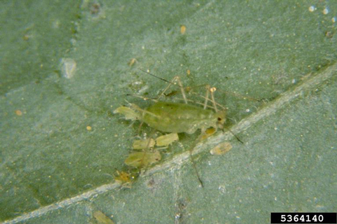 Green colored potato aphids on a green leaf