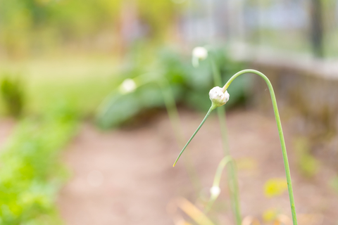 White garlic flower bud growing on green stem of garlic plant