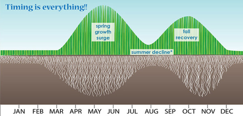 illustration of progress of grass growing through each month of the year with green lines at rising and falling heights on the top of the image and white roots on a brown background at varying depths to show root development through the year