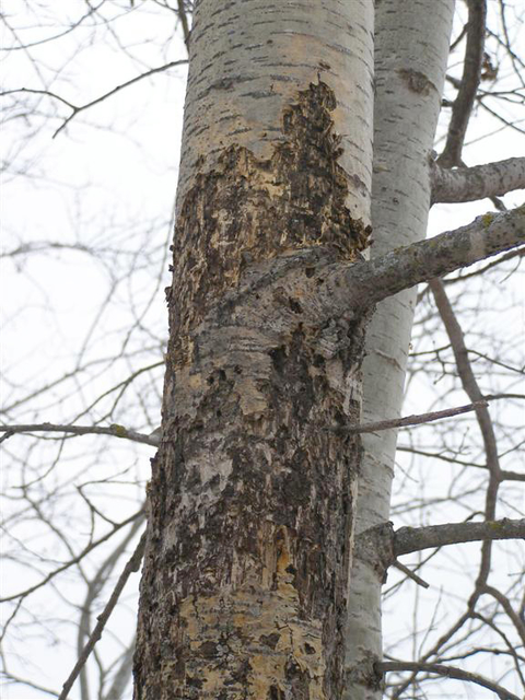 Older canker with insect and woodpecker holes