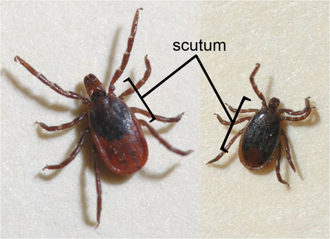Two ticks on a white background. The one on the left is larger than the one on the right. The word "scutum" indicates the area behind the head of each tick.
