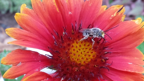 bee with light grey hair on a red flower