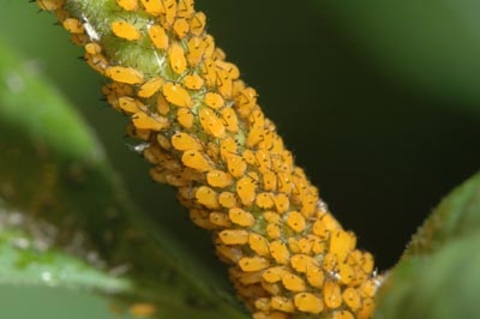 Several bright yellow aphids feeding on a green stem