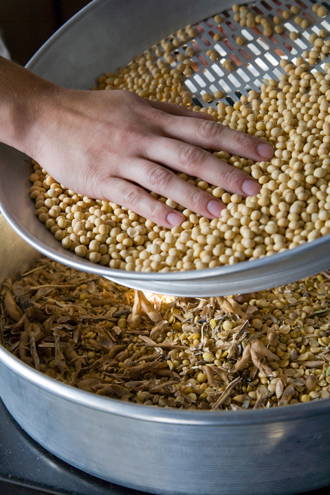 Hand in soybean seeds