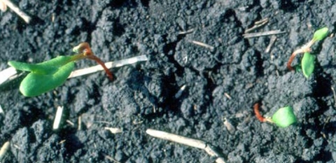 Dicamba injury on sugarbeet - stunted and twisted seedlings