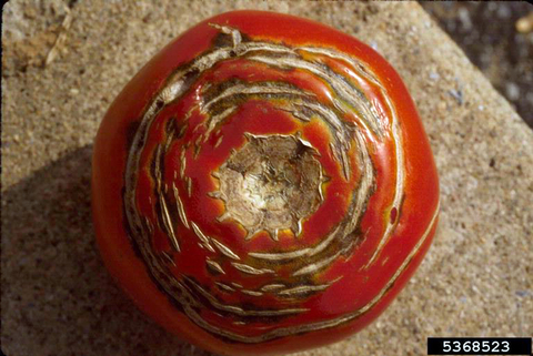 A tomato fruit with concentric brown scabbing caused by growth cracks.