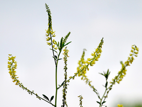 close up of yellow flowers on white and yellow sweetclover
